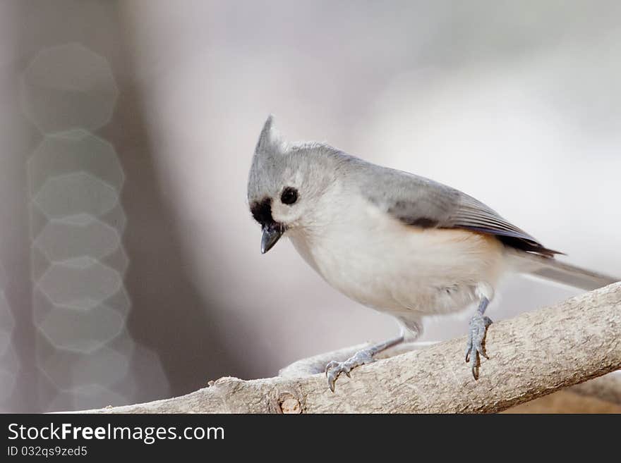 Inquisitive Tufted Titmouse