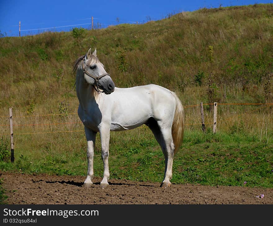 Slovak beauty, lovely studhorse