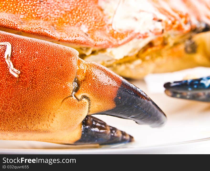 Cancer Pagurus Edible Crab