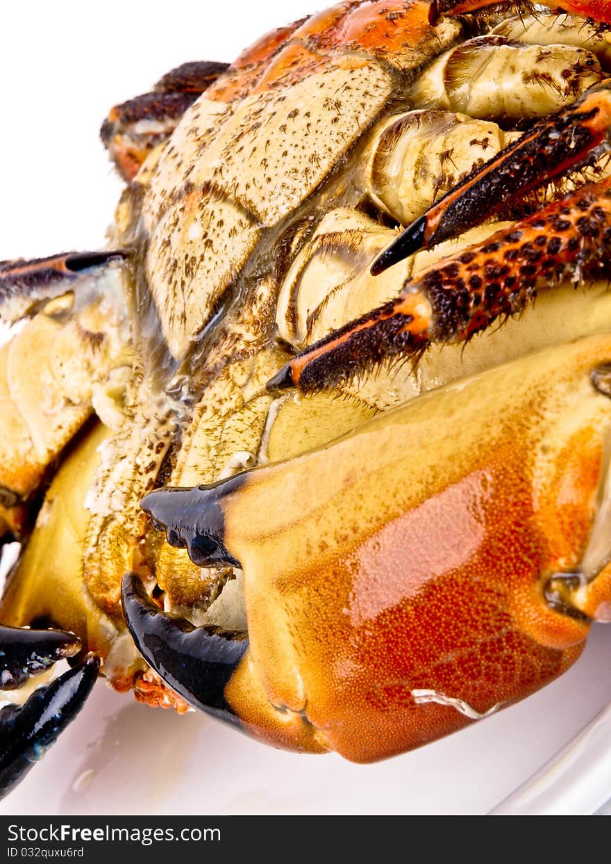 Cancer pagurus edible crab