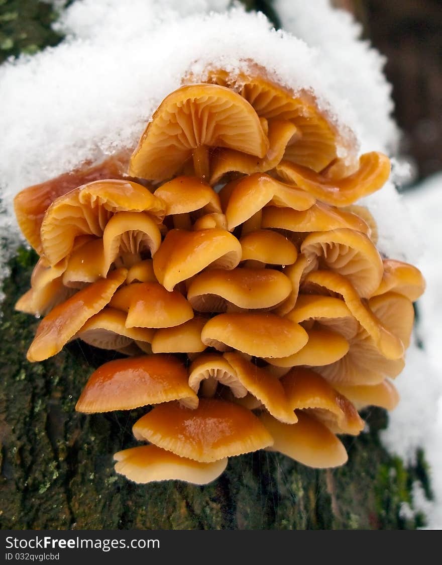 The bunch of bright redish mushrooms on the trunk of the tree, covered with first in season snow. The bunch of bright redish mushrooms on the trunk of the tree, covered with first in season snow