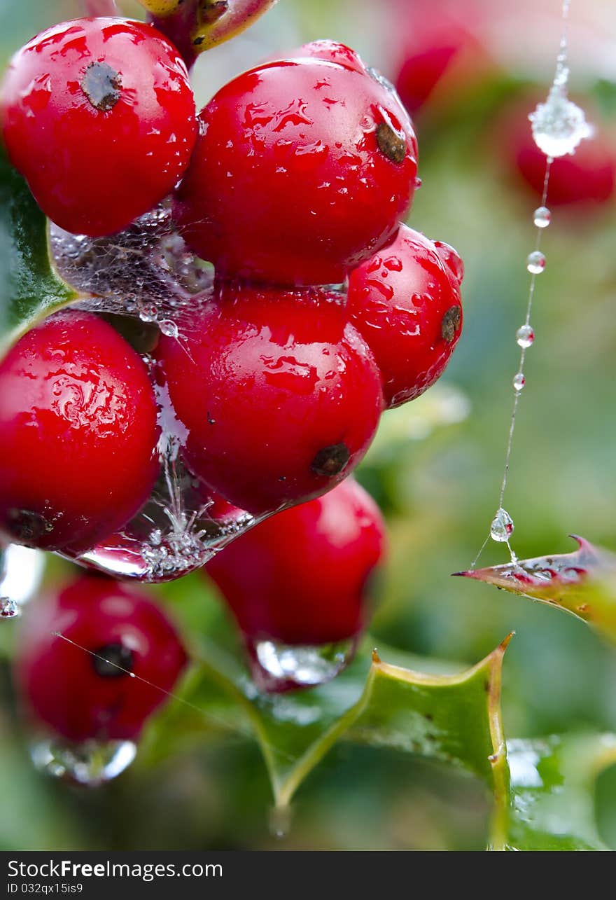 Holly with bright red berries covered in snow and ice