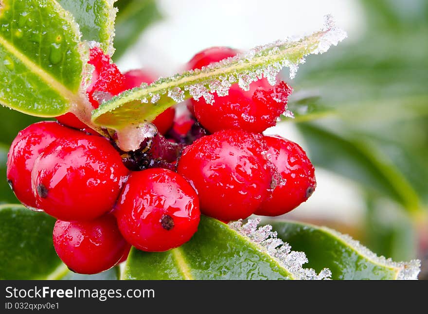 Holly with bright red berries covered in snow and ice