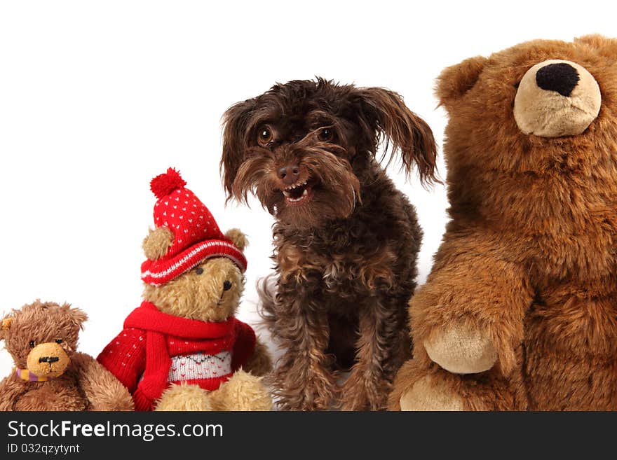 Adorable Dog Among The Christmas Bears