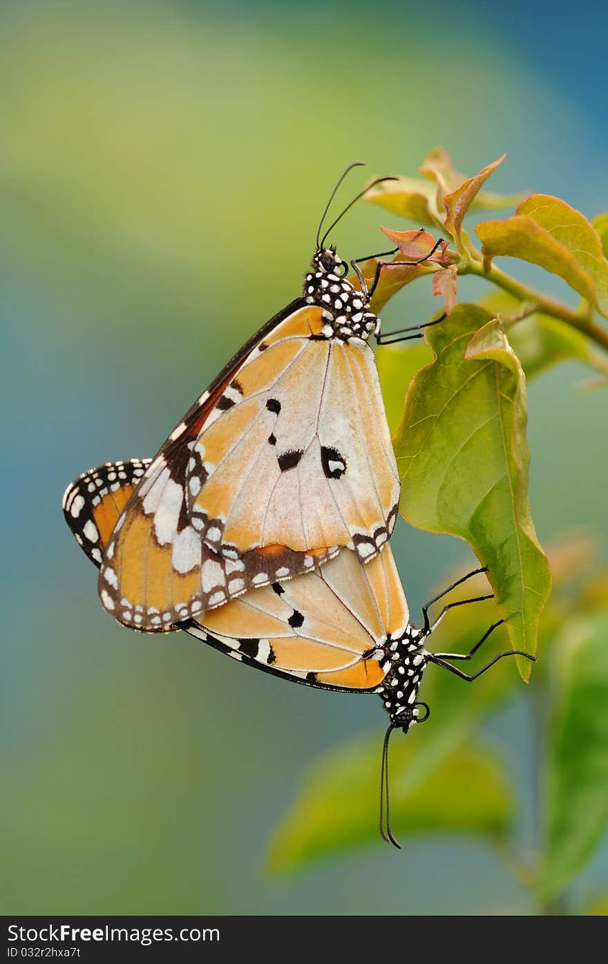 A Pair Of Tiger Butterflies Mating