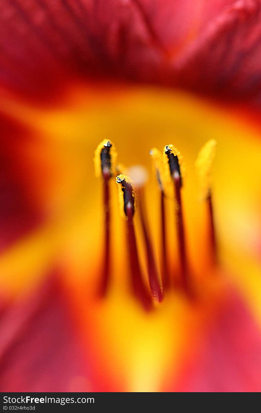 Macro of a red hemerocallis