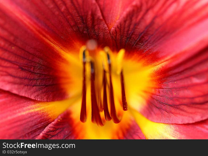 Red Hemerocallis Macro