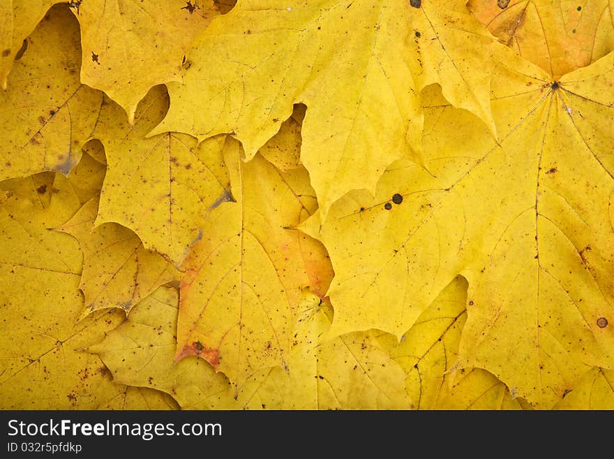 Background of dry yellowfoliage