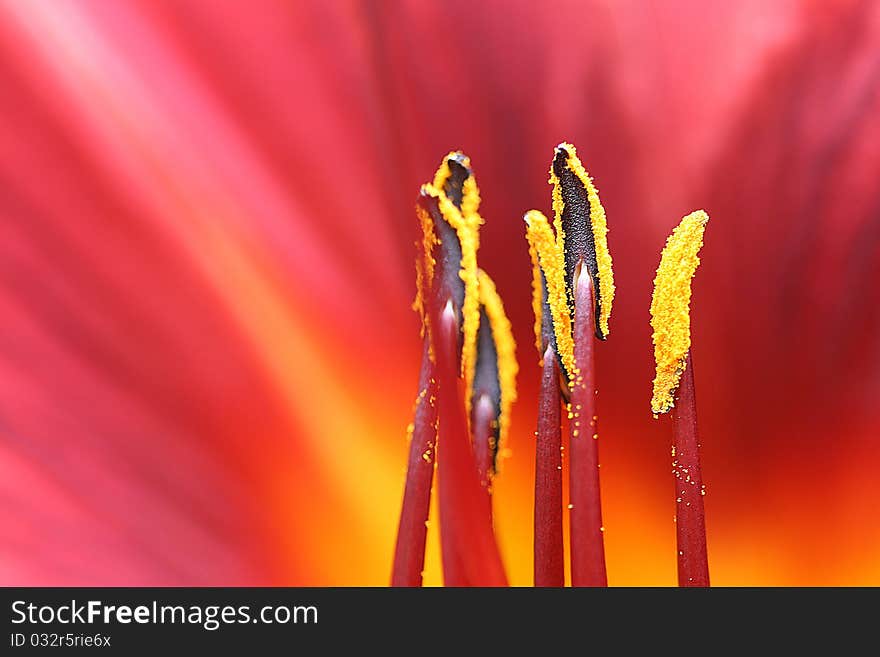 Macro of a red hemerocallis. Macro of a red hemerocallis