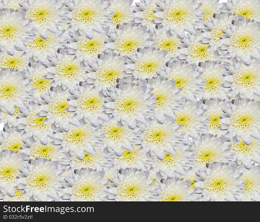 White Flowers Background