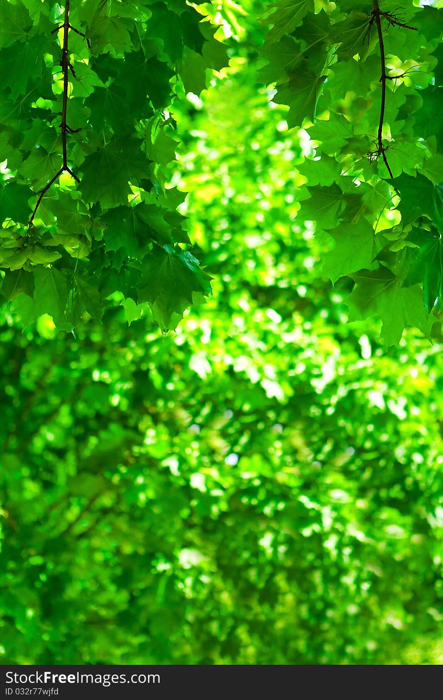 Background of fresh green foliage on the blurry background of foliage