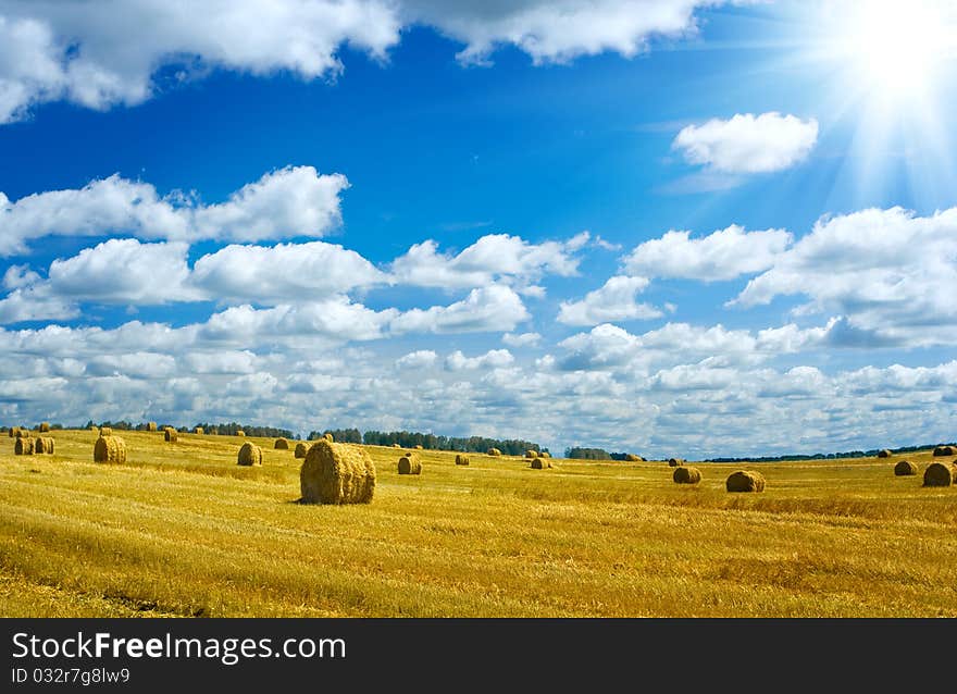 Harvesting field