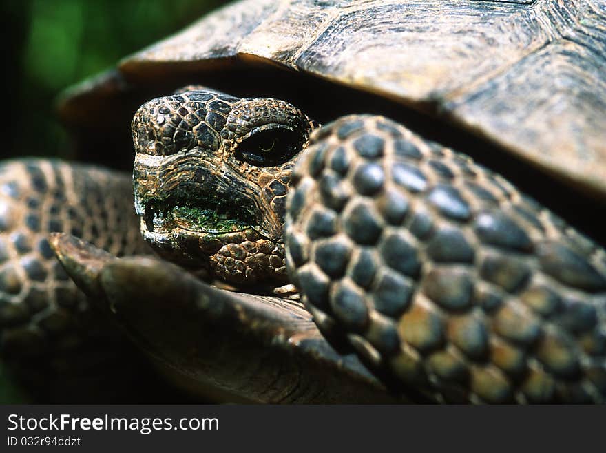 Desert tortoise that just finished eating its greens. Desert tortoise that just finished eating its greens