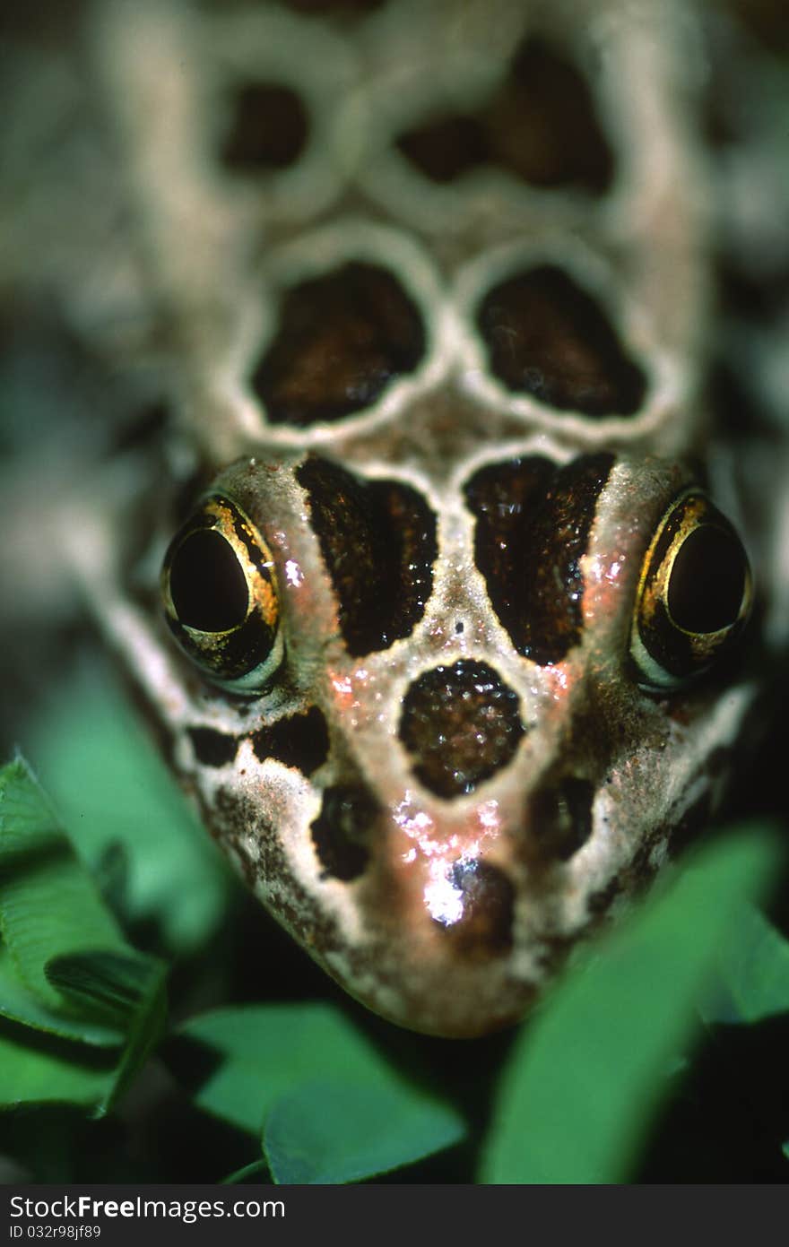 Close up of a leopard frog staring up at you. Close up of a leopard frog staring up at you.