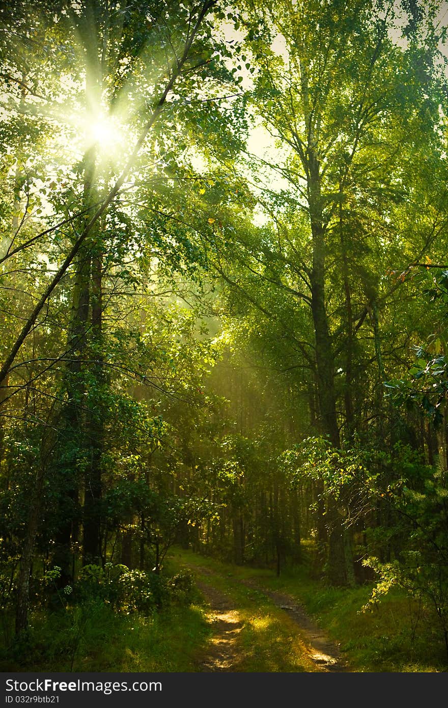 Sunrise in forest