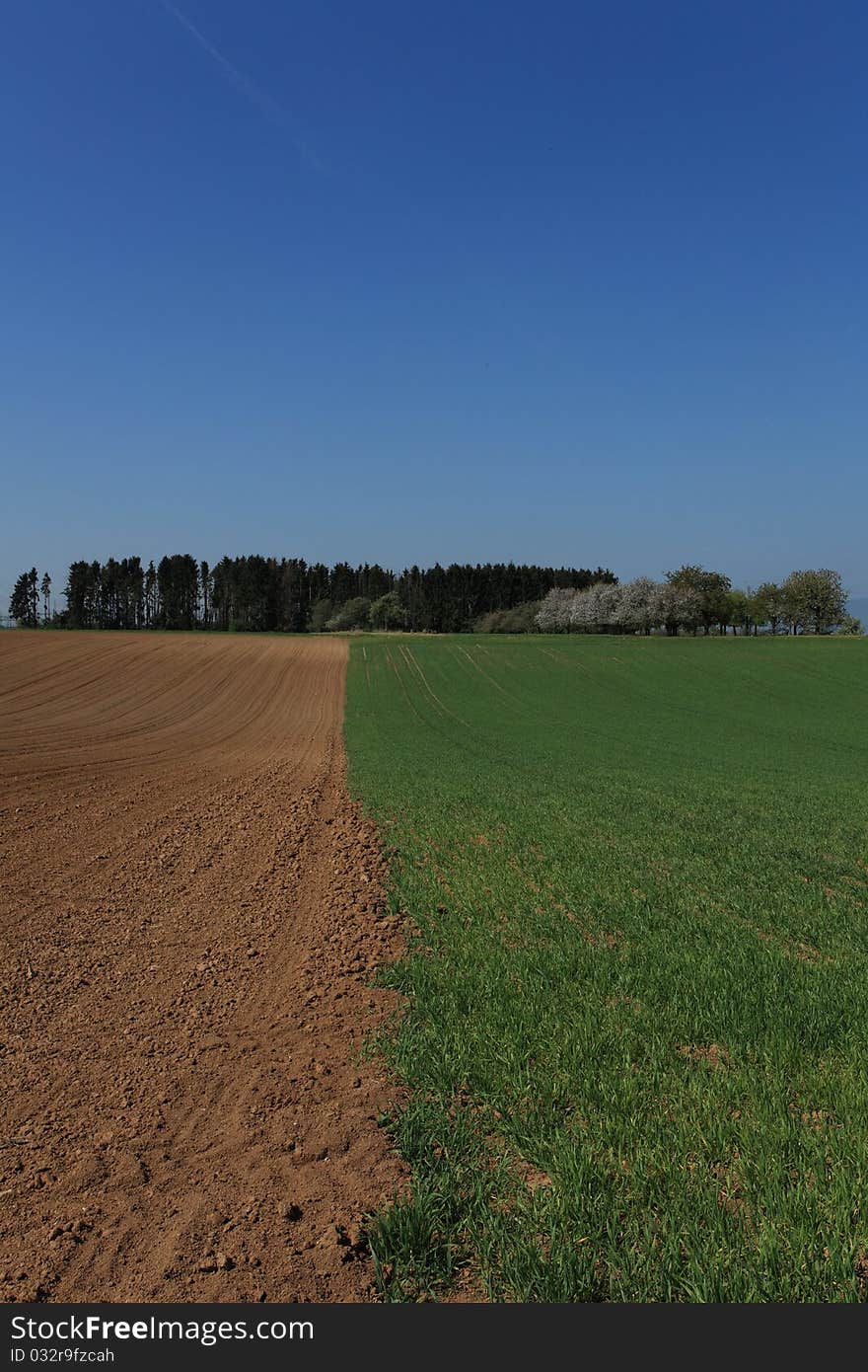 Landscape with forest over cultivated field. Vanishing perspective of a striped lawn.