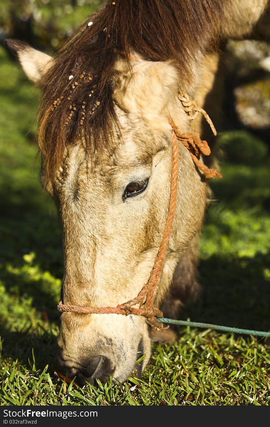 A horse eating grass in the morning