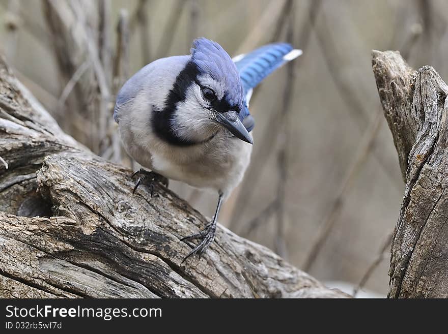 Blue Jay in natural setting. Blue Jay in natural setting