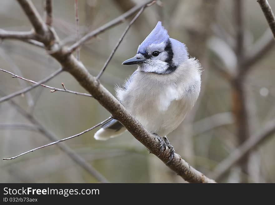 Blue Jay in natural setting. Blue Jay in natural setting