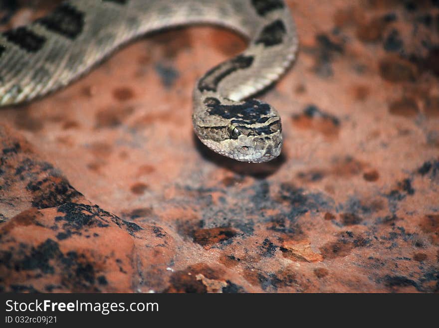 A diamondback rattlesnake looking for a good meal on the sandstone in southern Utah. A diamondback rattlesnake looking for a good meal on the sandstone in southern Utah.