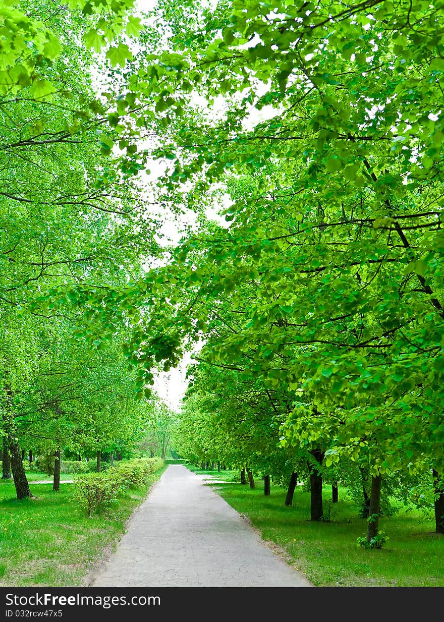 View on the alley in green park. View on the alley in green park