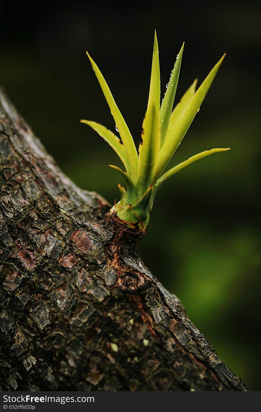 Part of palm tree