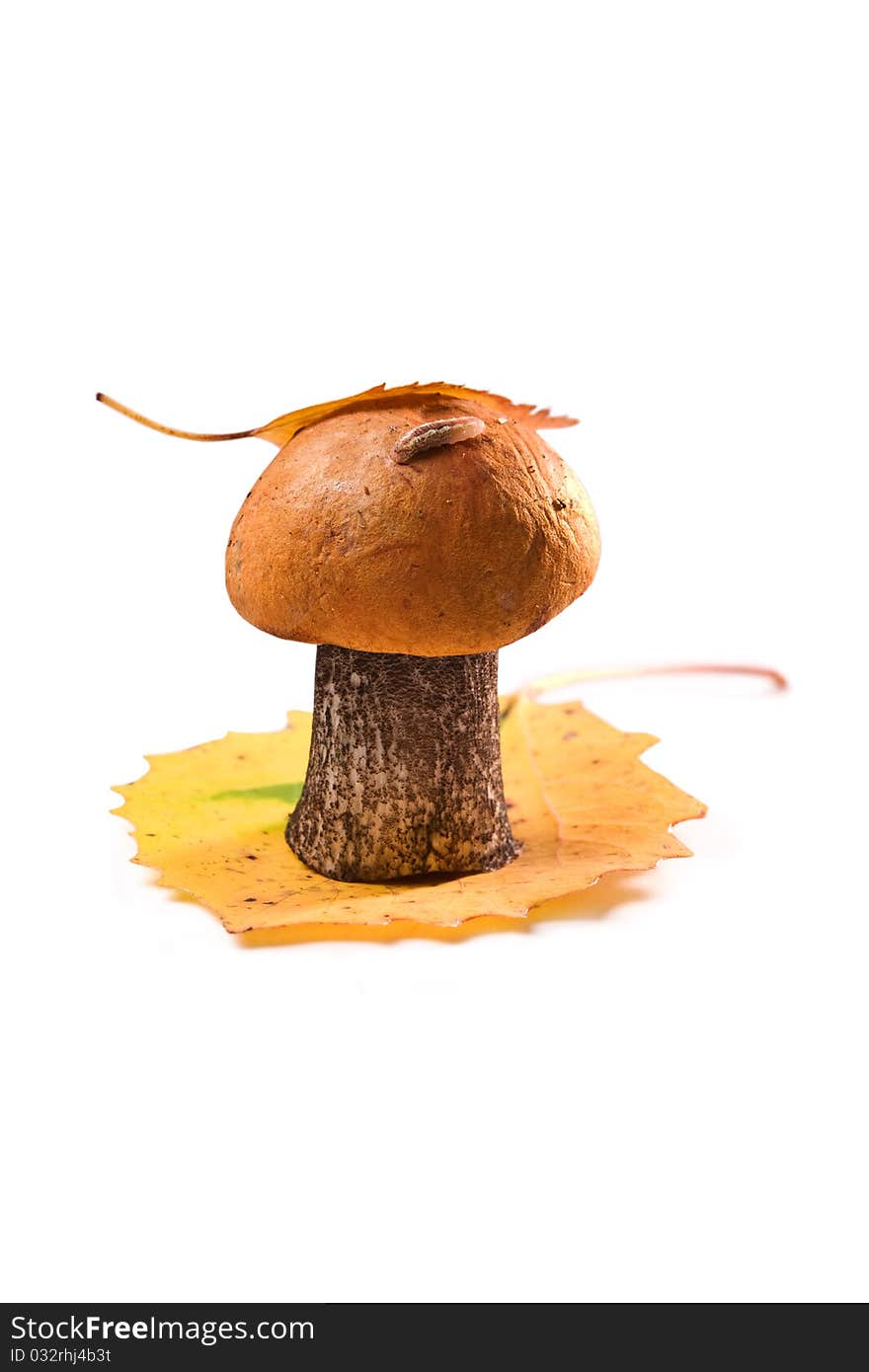 One orange-cap boletus isolated on white background