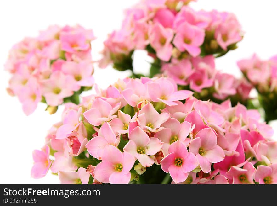 Flower pink on a white background is isolated. Flower pink on a white background is isolated.