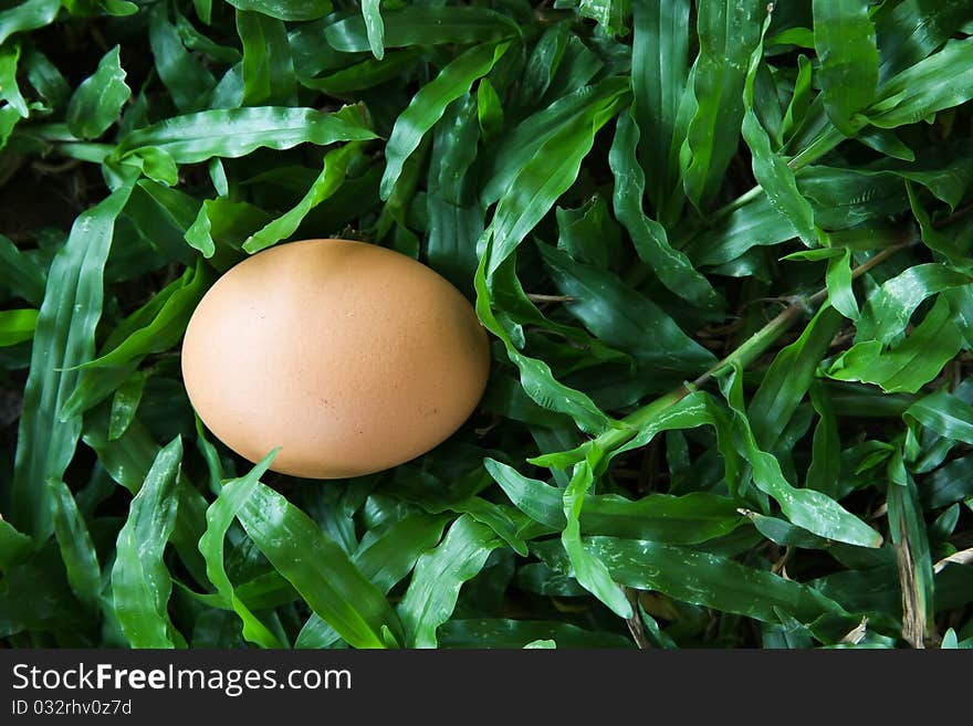 The Egg On Grass