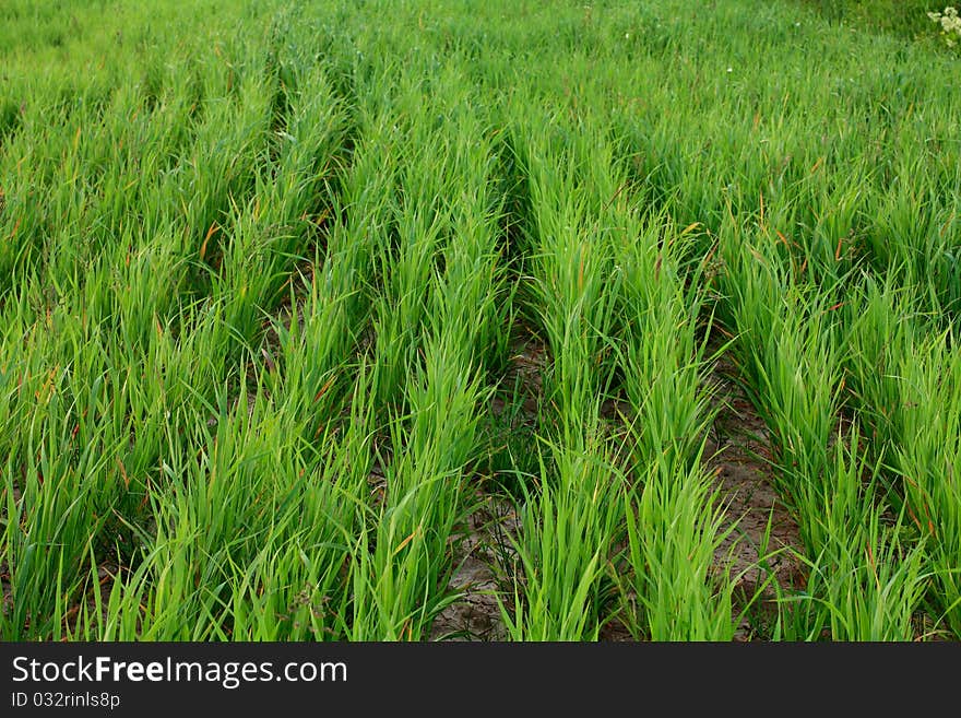 Lawn of the bright green grass closeup. Lawn of the bright green grass closeup