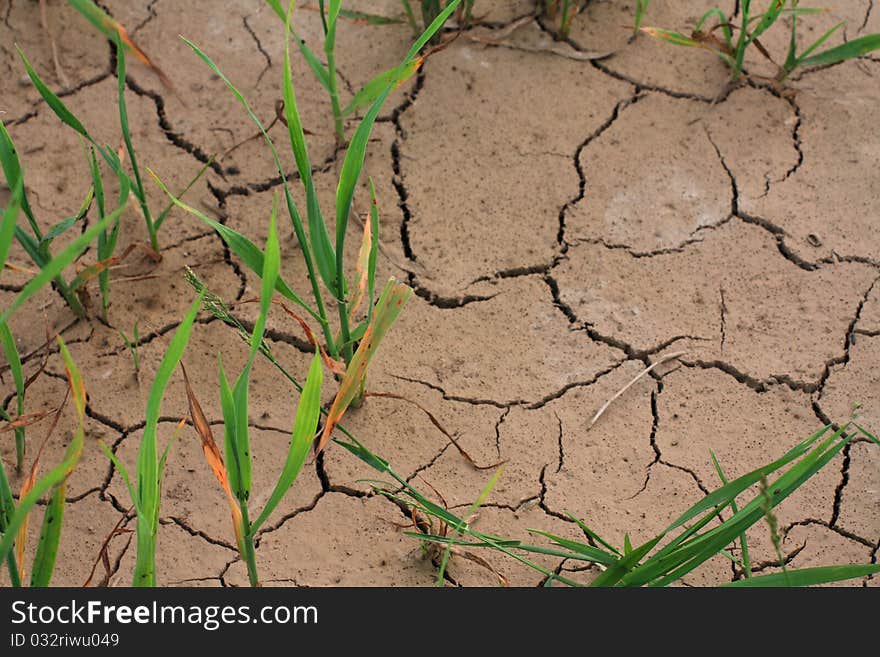 Cracked parched land after a drought .