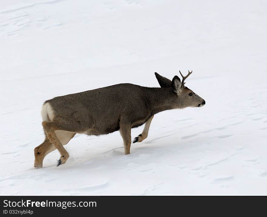 Close up image of forked-horn deer in rut