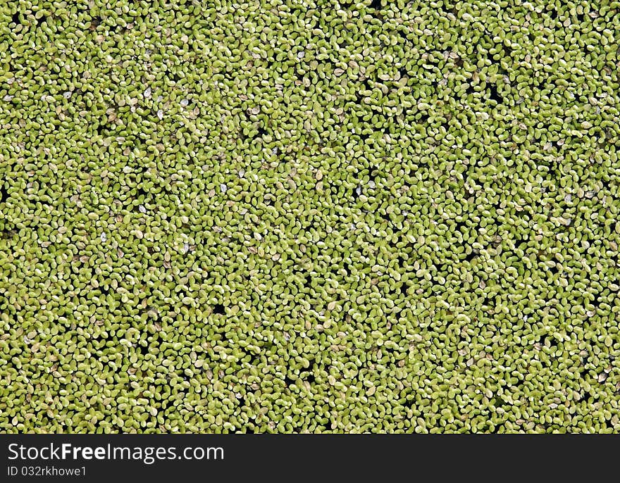 Aquatic plants growing in nature. Aquatic plants growing in nature.