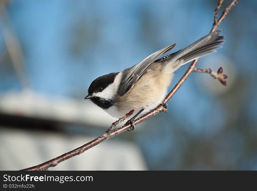 A Black-capped Chickadee (Poecile atricapillus) perches on a branch with blue sky in the background. A Black-capped Chickadee (Poecile atricapillus) perches on a branch with blue sky in the background.