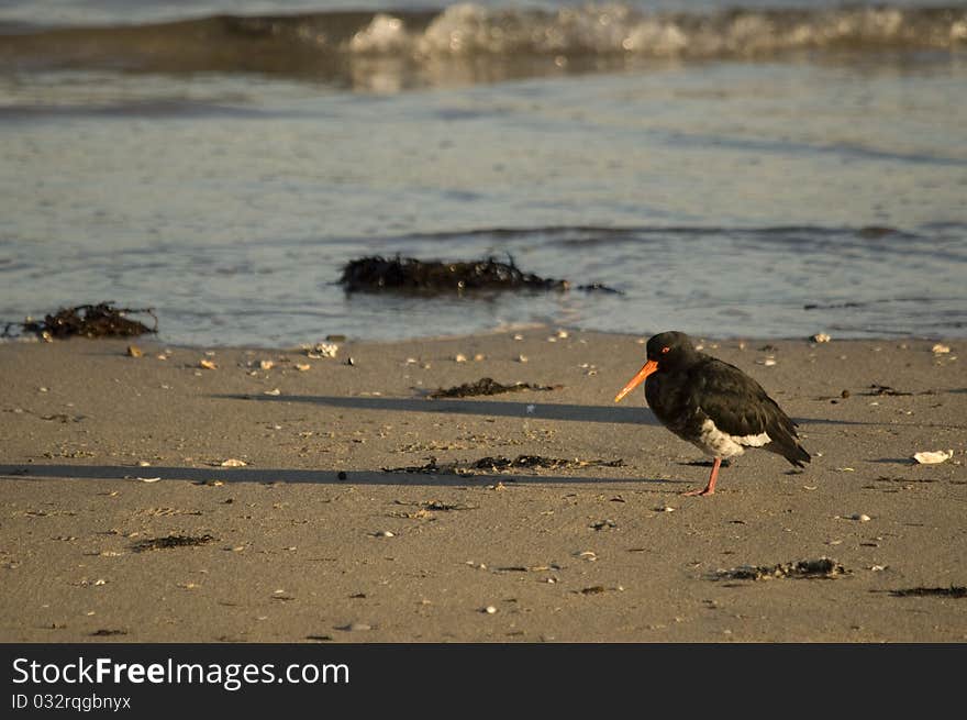 Oyster Catcher on Beach