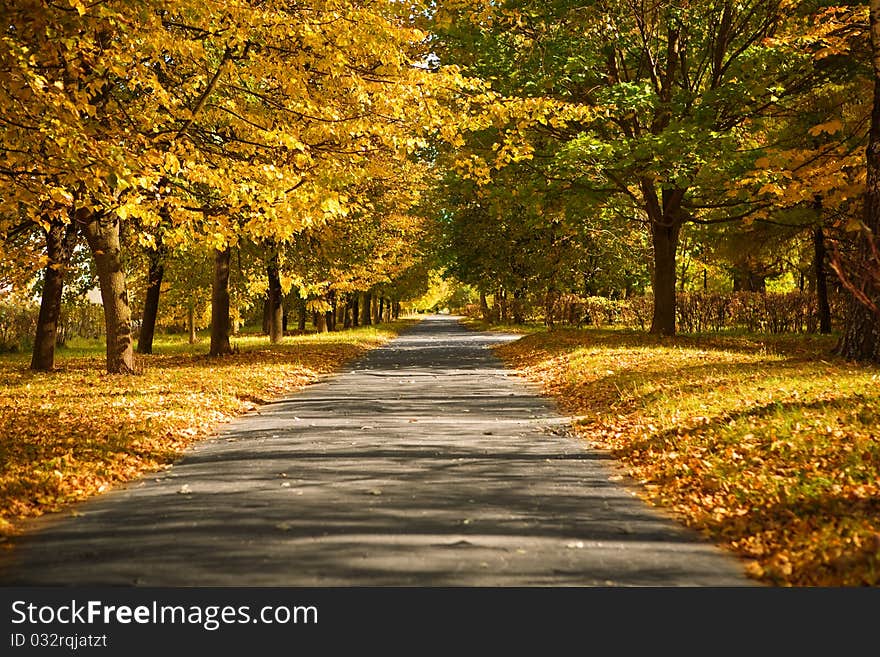 Oudoor day shot
view on the nobody asphalted alley in the autumn forest. Oudoor day shot
view on the nobody asphalted alley in the autumn forest