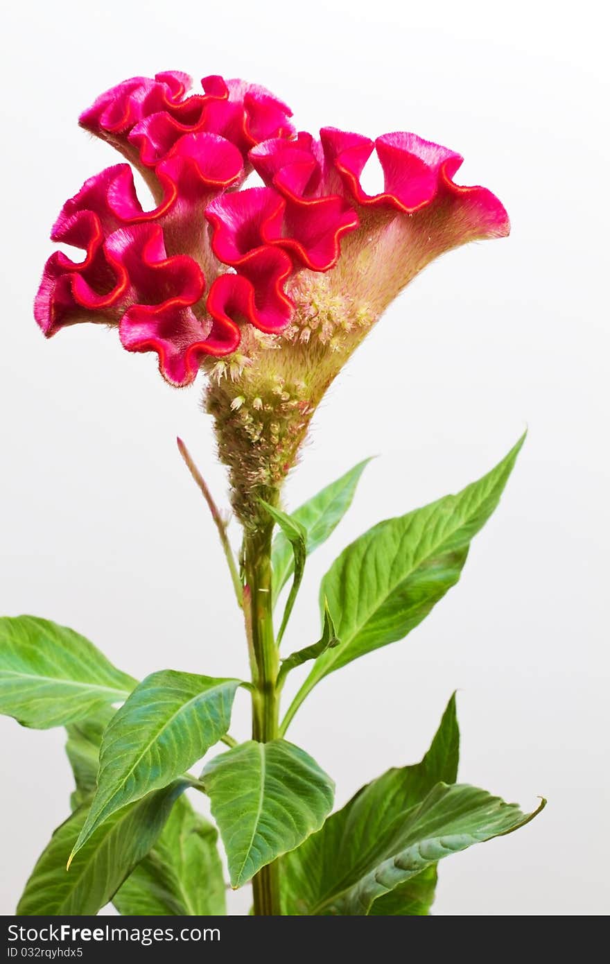 Celosia argentea, closeup