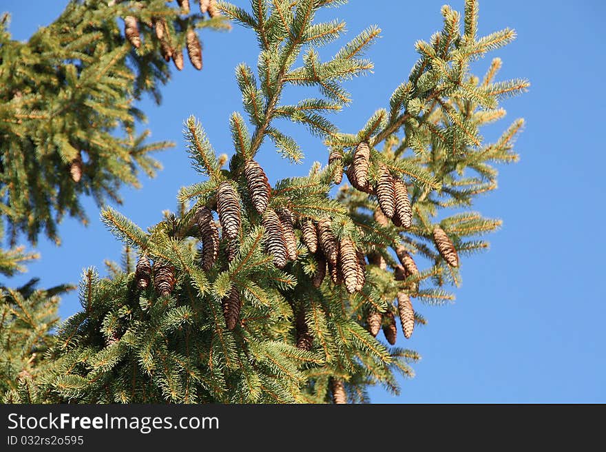 Tree from high alp green nature blu sky