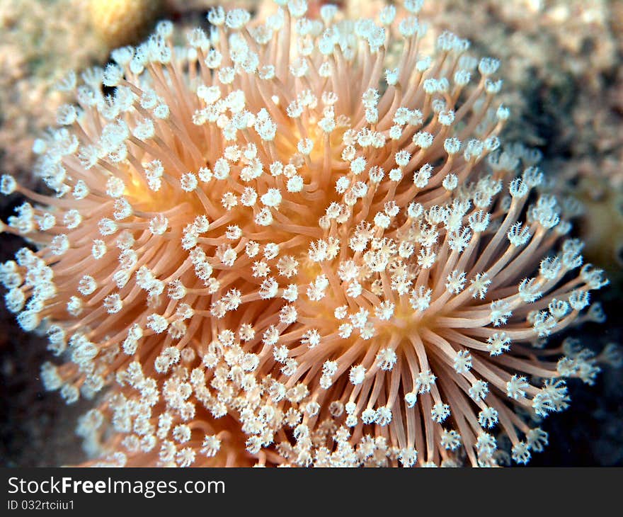 Sea water plant egypt uder water world