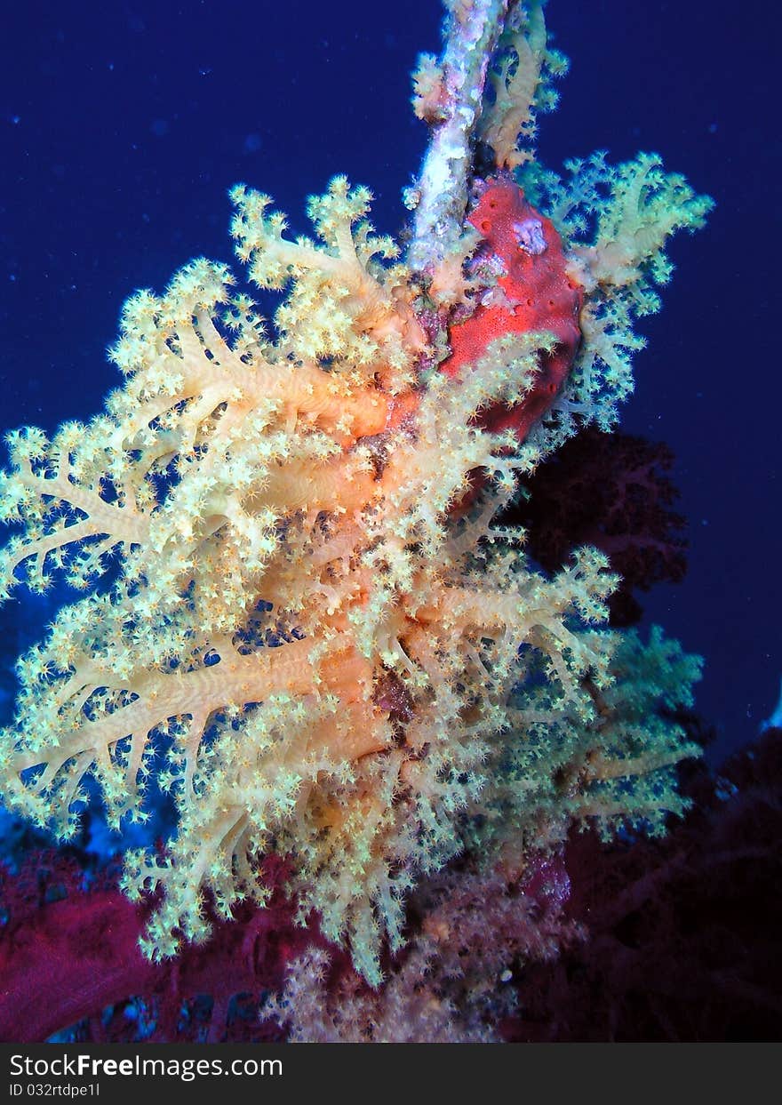 Sea water plant egypt uder water world