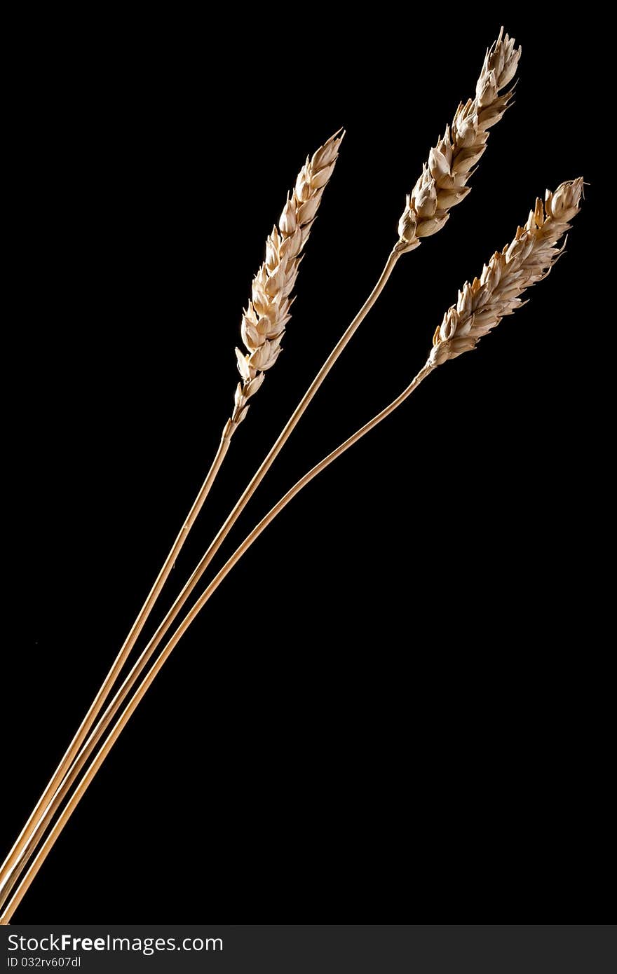 Three Grains Of Wheat