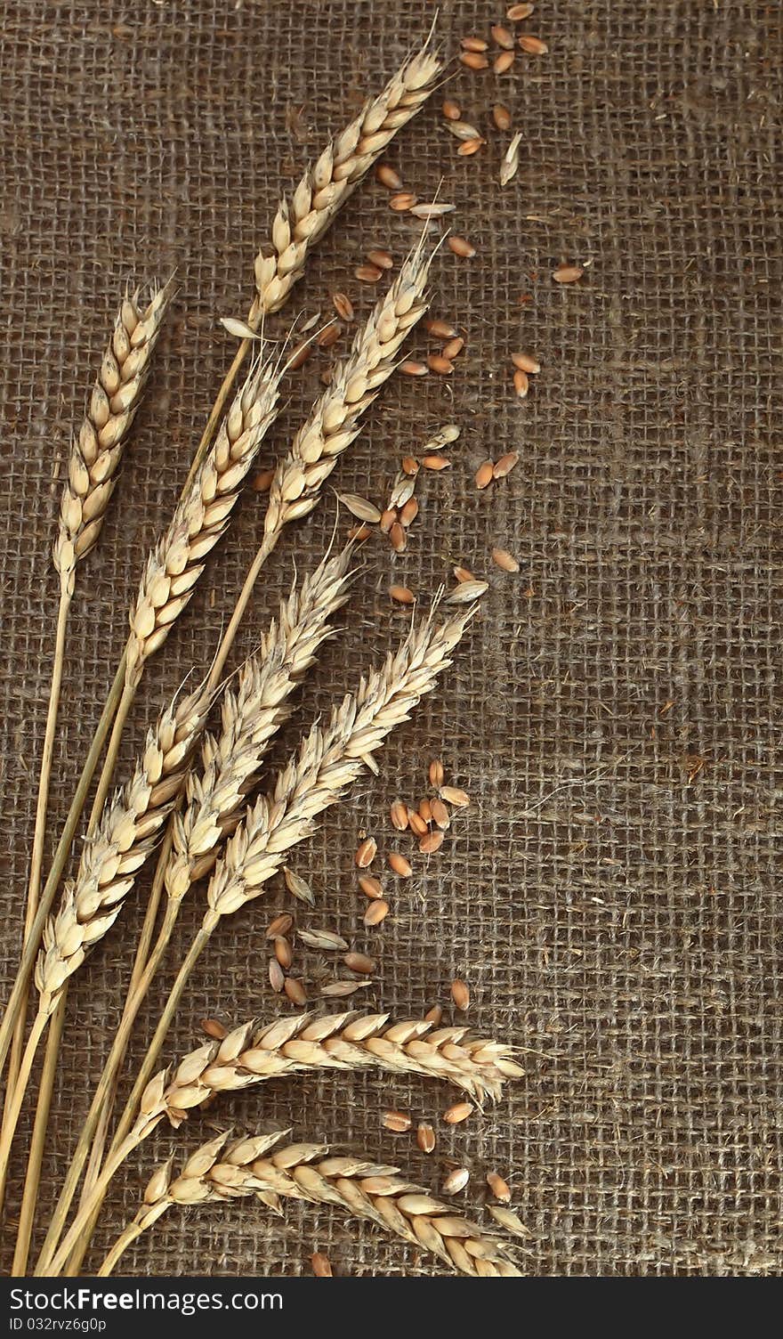 Spikelets Of Wheat