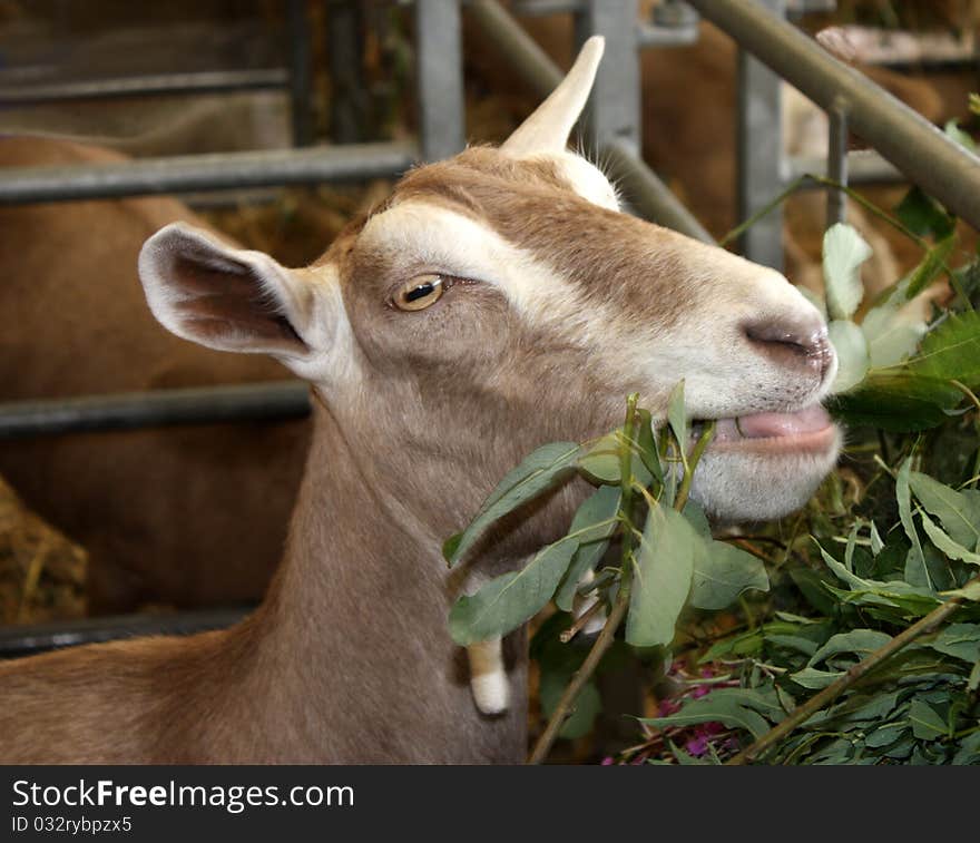 A Goat in a Pen Chewing the Plant Goat Willow. A Goat in a Pen Chewing the Plant Goat Willow.