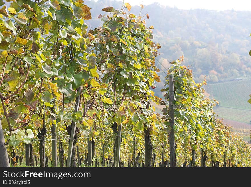 Colored Swabian vineyard in autumn after the vintage