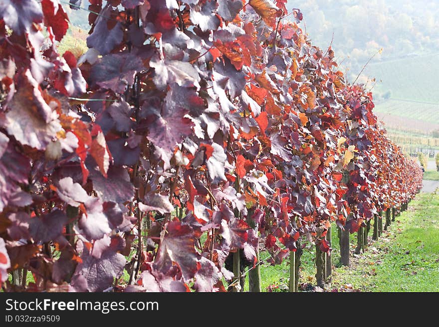 Colored Swabian vineyard in autumn after the vintage. Colored Swabian vineyard in autumn after the vintage