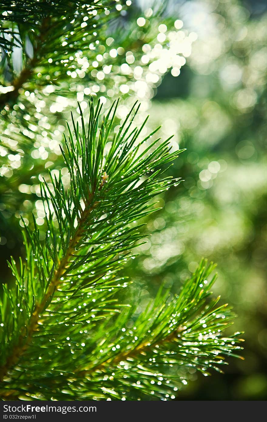 Close up view on the green branch of pinetree on a blurry background