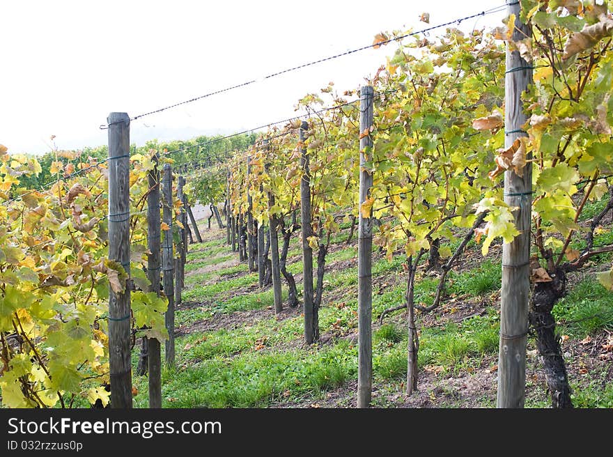 Colored Swabian vineyard in autumn after the vintage. Colored Swabian vineyard in autumn after the vintage