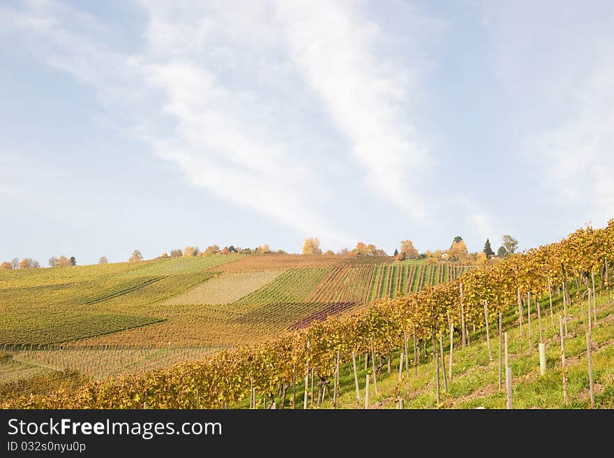 Colored Swabian vineyard in autumn after the vintage