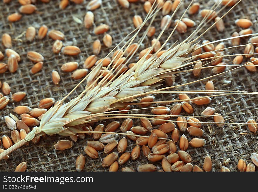 Spikelets of wheat