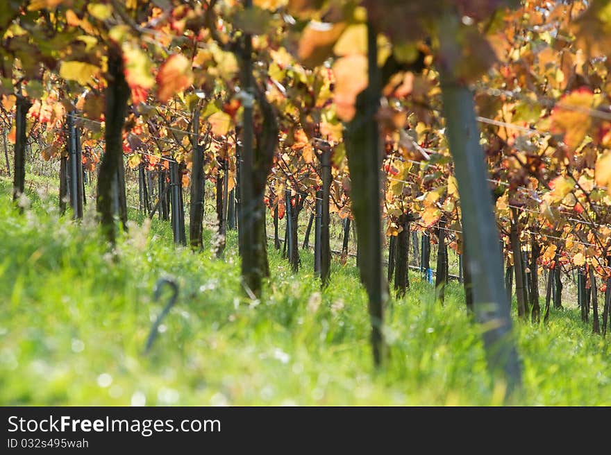 Colored Swabian vineyard in autumn after the vintage